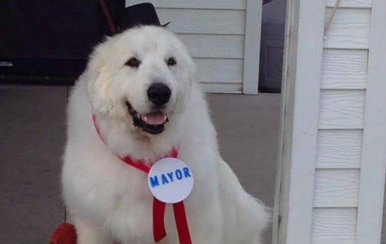 The mayor's loyal dog, adorned with a hat and ribbon, stands out in the city.