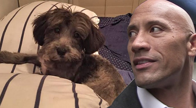 Dwayne 'The Rock' Johnson Helps Save Dog With Same Name