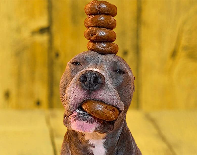 A dog wearing a stack of donuts on his head at Einstein Bros. Bagels where dogs eat free.