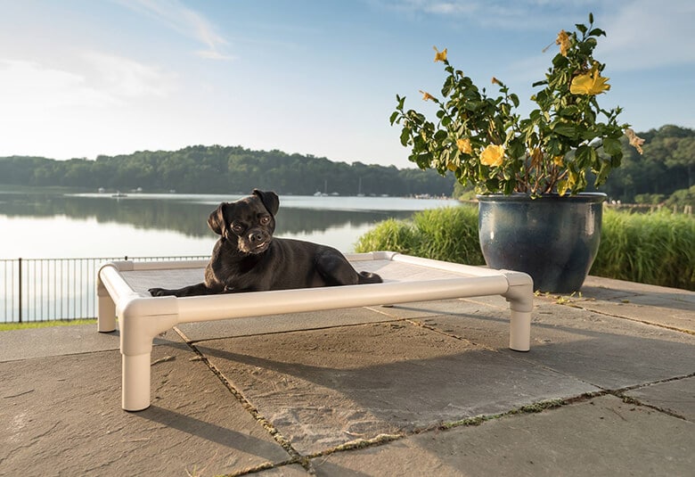 The Reasons Why You Should Invest in an Elevated Dog Bed – and the Ones We Recommend