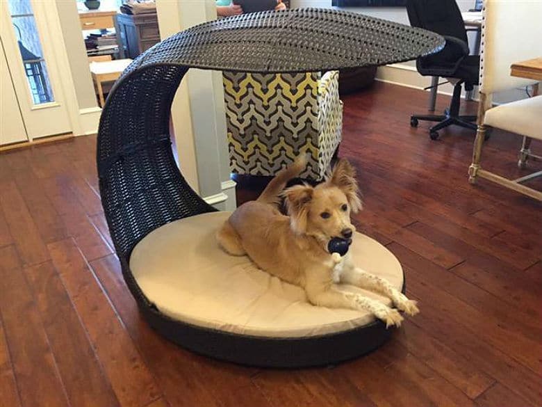 Guy's Hilarious Rant About His Vacuum And Dog Poop ‘Pooptastrophe’ Goes Viral