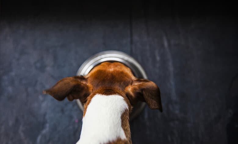 A dog is eating out of a bowl, while FDA advises grain-free diets for dog owners.