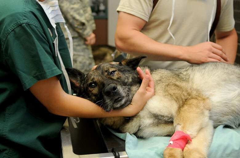 A dog with a bandage on its leg is being examined by a vet after consuming FDA-approved bone treats.