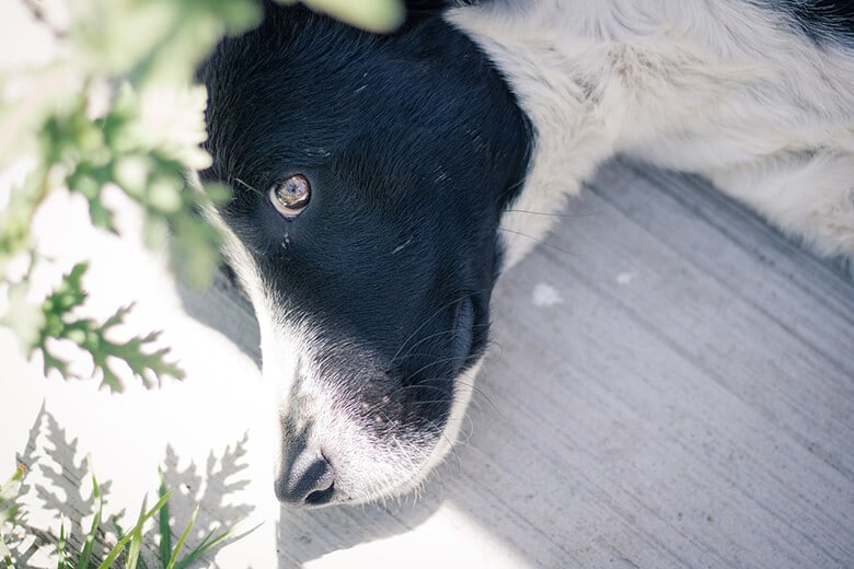 A black and white dog resting on the ground.