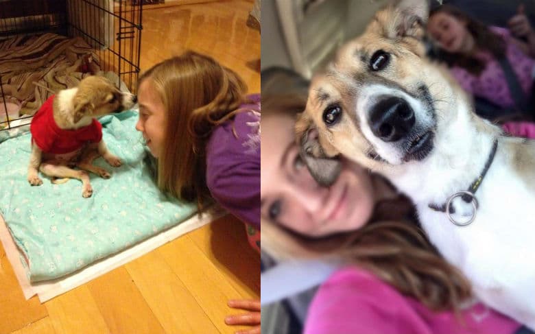 Two pictures of a girl and a puppy in a shelter cage.