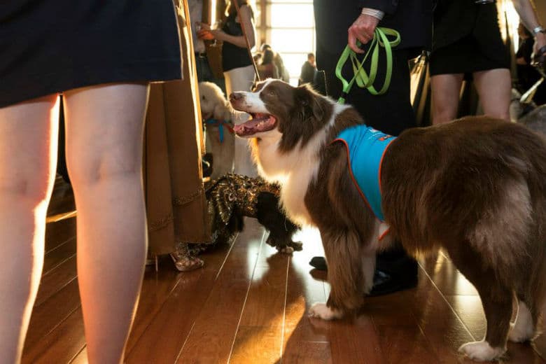 The Good Dog Foundation’s Upcoming Gala Promises to be Nothing Short of Spectacular