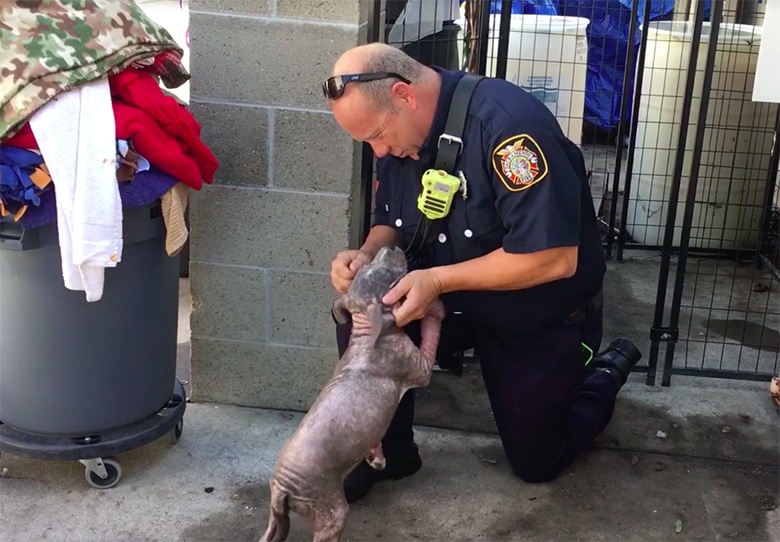 Caught on Tape: Firefighter Reunites With the Sick Puppy He Saved