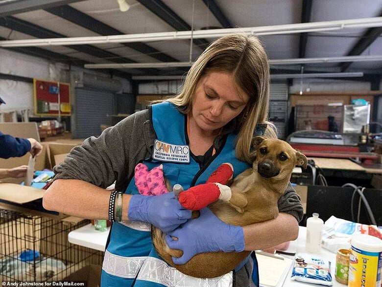 Here’s How You Can Help the Thousands of Animals Displaced by California’s Fires