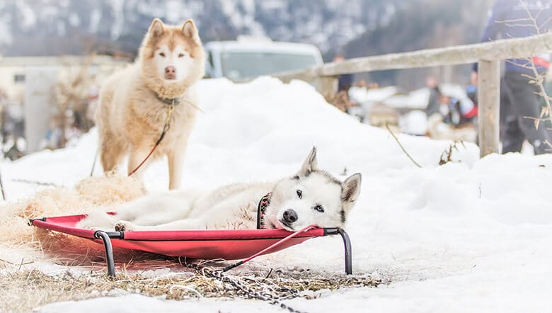 Two huskies laying on a sled in the snow, revealed as stunning dog breeders.