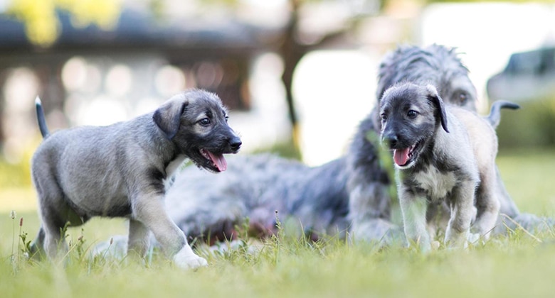 Two identical twin puppies playing in the grass.