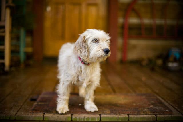 The origin of a white dog standing on a wooden floor in front of a cabin is unknown.