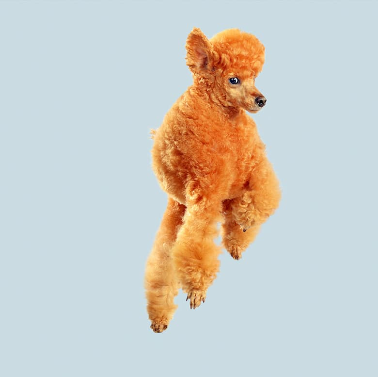 Jumping for Joy: New Book Shows Dogs' Amazing Poses Mid-Air