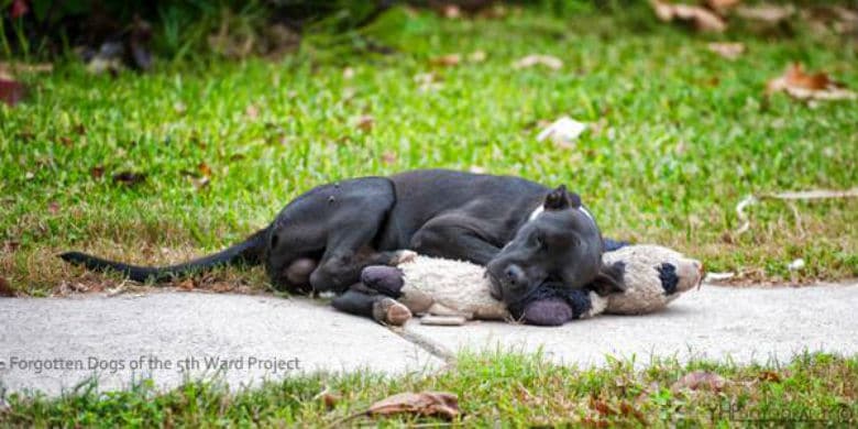 A black dog laying on the ground with a stuffed animal, captured in a heart-wrenching picture.