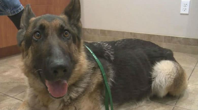 Dog Living on a Highway Median for Past 5 Weeks Finally Rescued