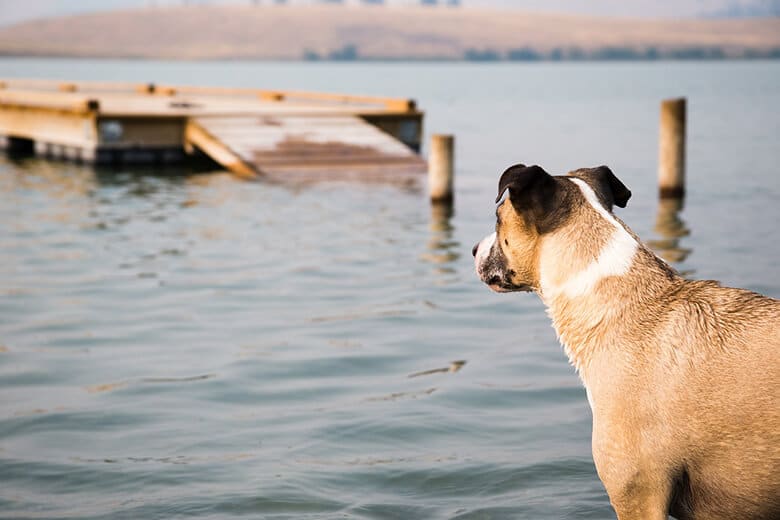 This Year’s Top 10 Dog-Friendly States in America