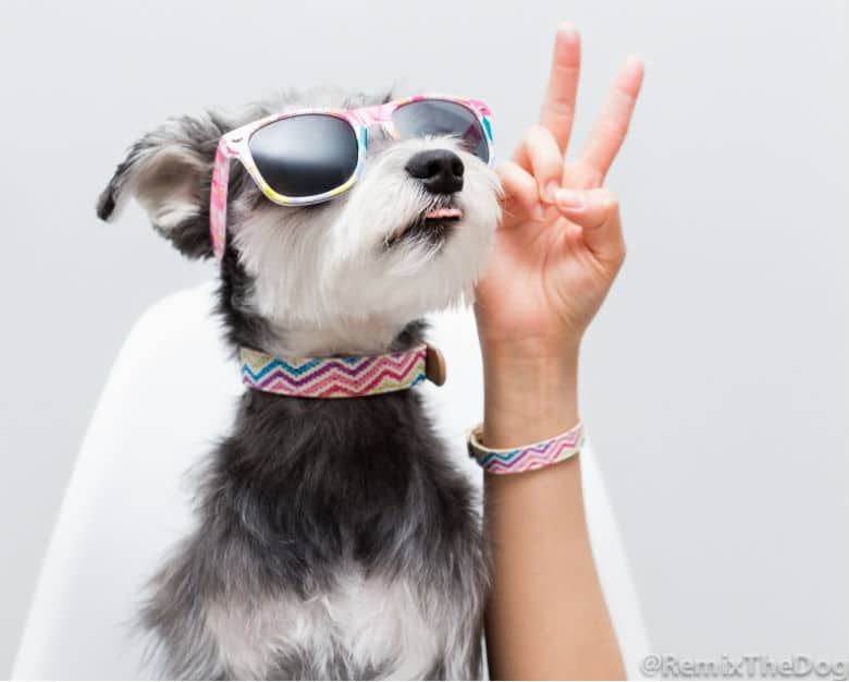 Show Off the Powerful Bond Between You and Your Dog With FriendshipCollar