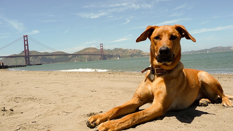 A brown dog peacefully laying on the beach in front of the Golden Gate Bridge within the GGNRA, enjoying the serene atmosphere indefinitely.