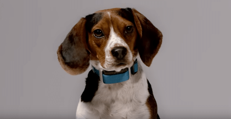 Owners Furious Over New 'Smart' Collar That Shocks Dogs Into Behaving
