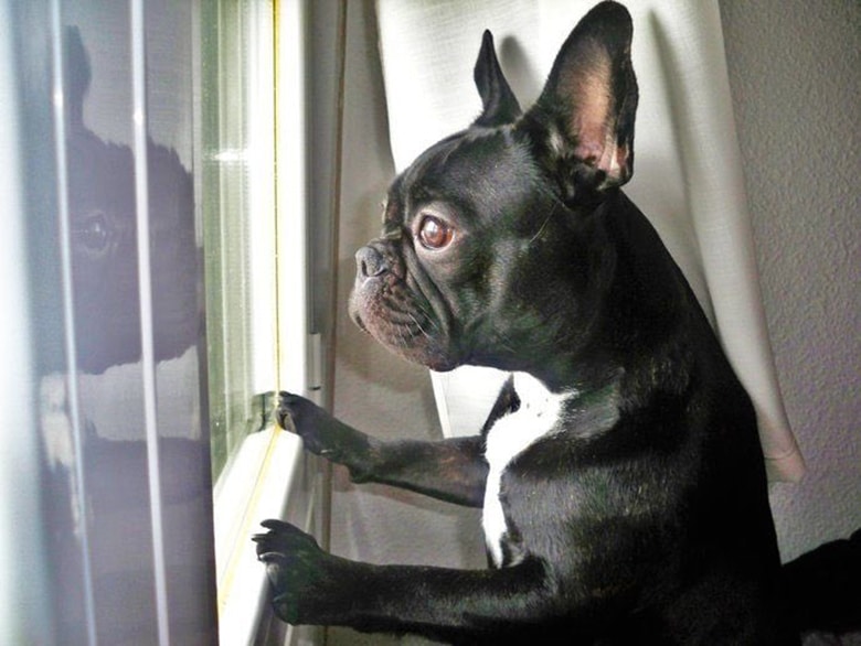 A black and white french bulldog looking out a window, saying goodbye.