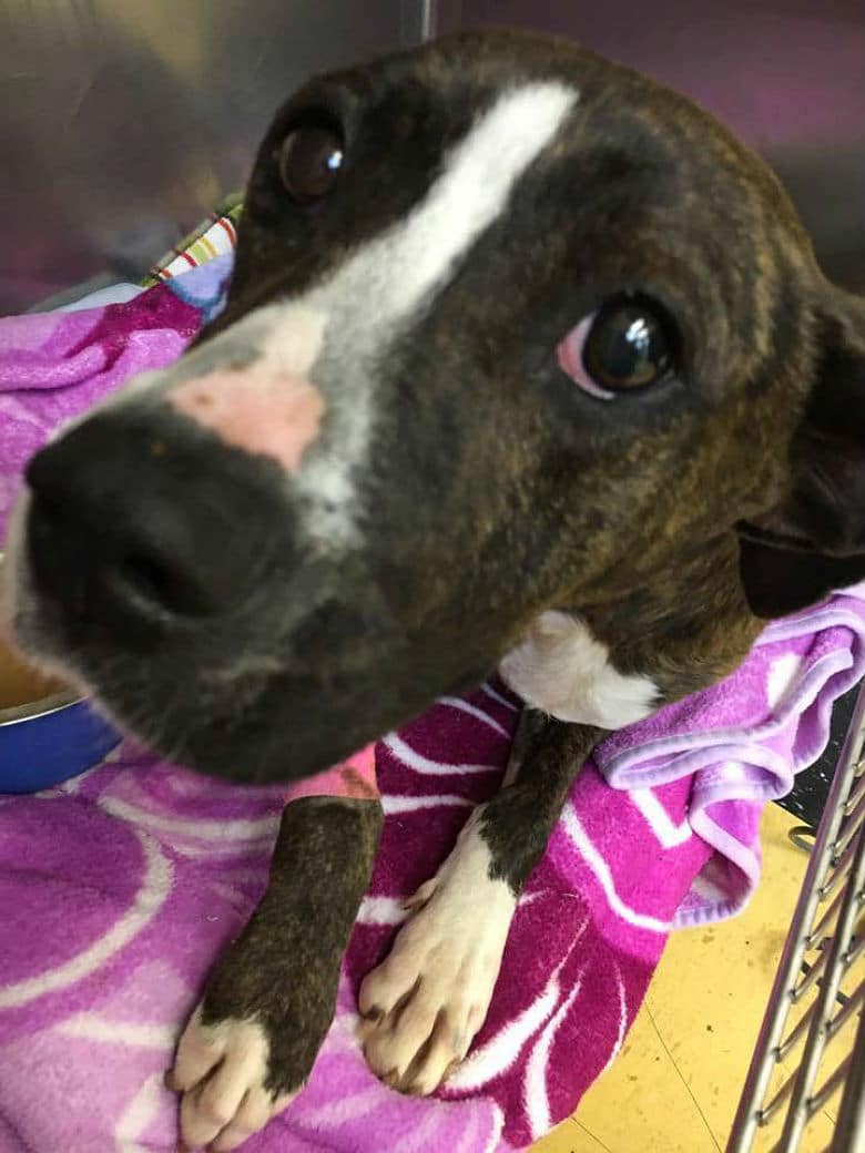 A dog is sitting on a blanket in a kennel.