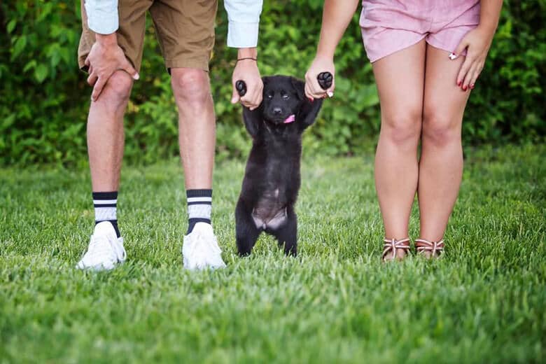 New Puppy Owners Do Gender Reveal Photo Shoot for Dog