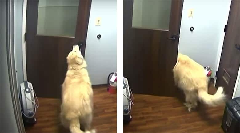 Watch the Great Houdini Dog Disappear From the Vet