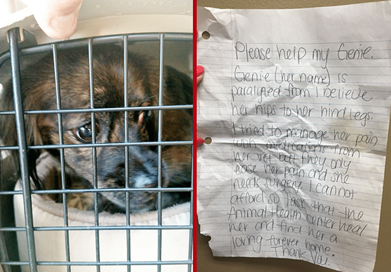 Paralyzed Dog Left Outside Shelter With Heartbreaking Note