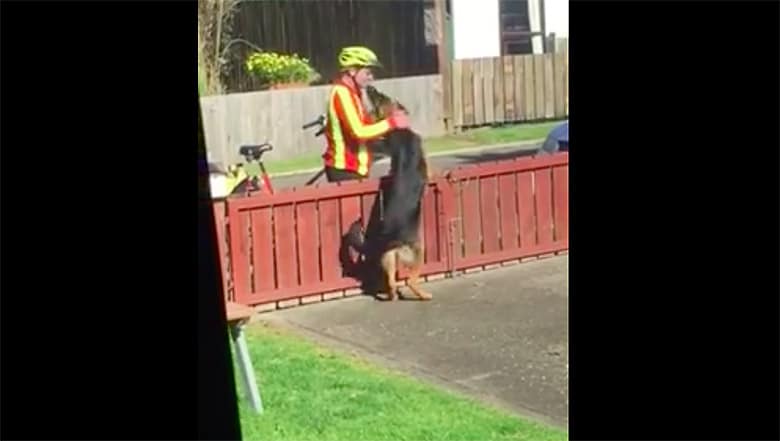 A man is standing on a fence with a dog, both eagerly watching for the mailman.