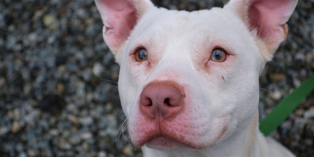 Rescued From Euthanasia List, Pit Bull Goes On To Become First Deaf K-9 Dog in Washington