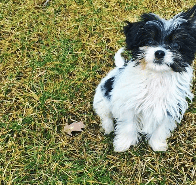 A small black and white rescue dog named Gisele sitting in the grass.