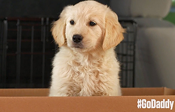 A golden retriever puppy sitting in a cardboard box, unaware of the controversy surrounding GoDaddy's decision to pull their Super Bowl ad.