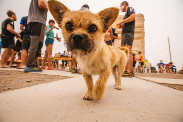 Have You Seen Me? Gobi, the Stray Marathon Dog, Has Gone Missing in China.