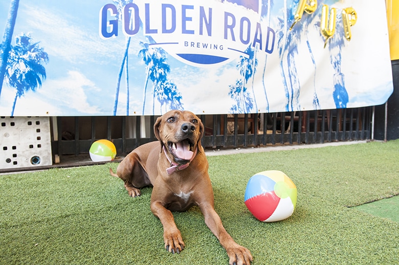 L.A. Brewery Permanently Adds ‘Puppy Hour’ to Support Local Rescues 