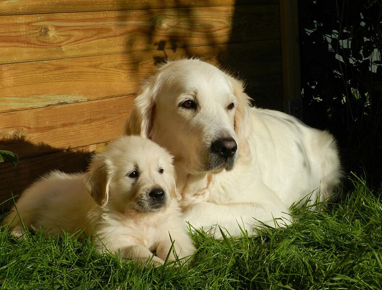 3,000 Golden Retrievers May Hold the Answer for Cancer in Dogs