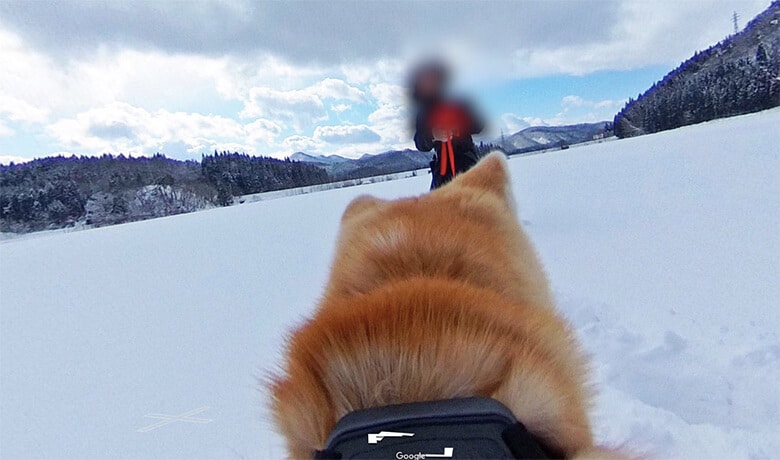 Google Maps Launches ‘Dog View’ Feature in Japan