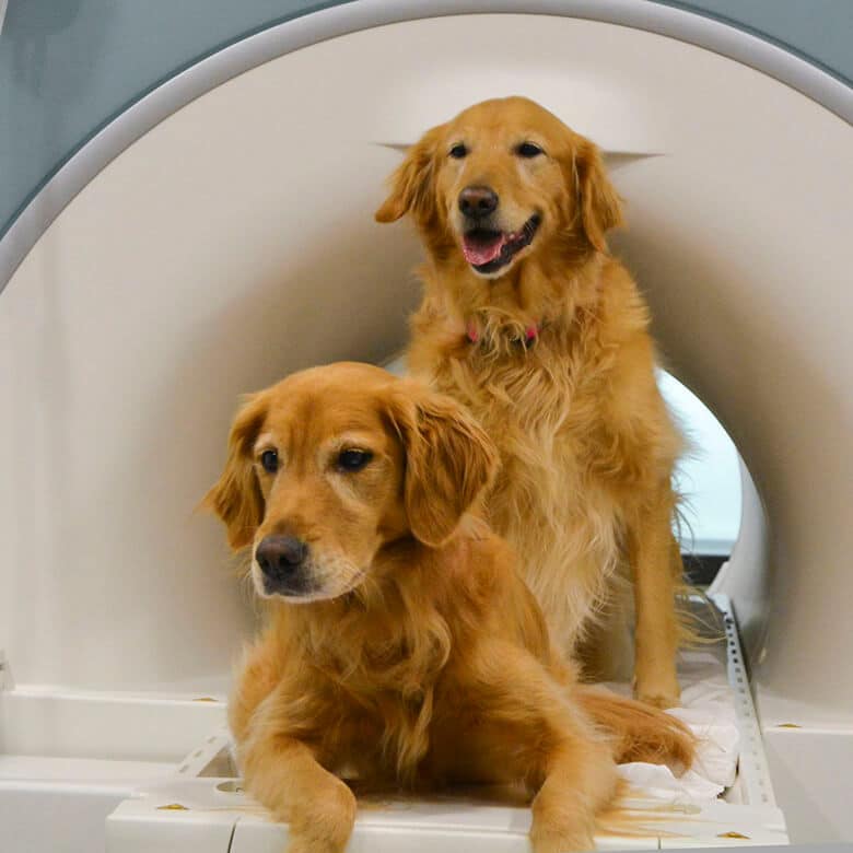 What It’s Really Like Inside Your Dog’s Head