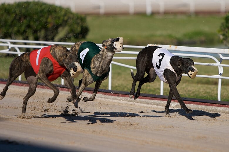 Three greyhounds racing on a track.