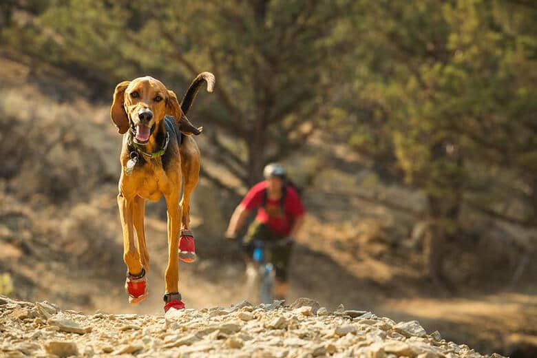 Check Out the Boots That'll Prevent Your Dog’s Paws From Being Burnt During the Summer