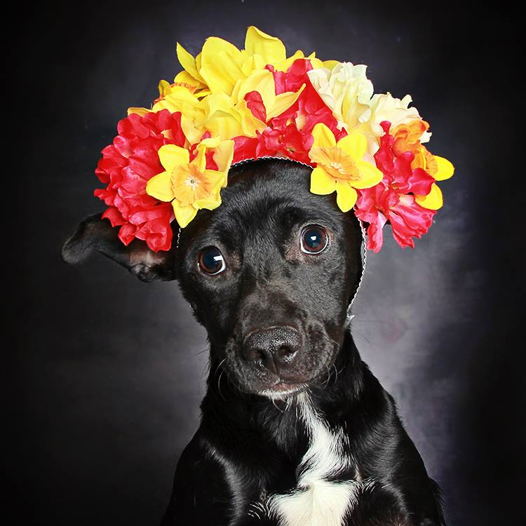 In February, meet a black dog wearing a flower crown to raise awareness for Black Dog Syndrome.