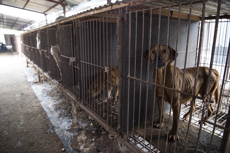 A group of dogs in cages in a barn, highlighting Taiwan's outlawing of dog meat consumption.