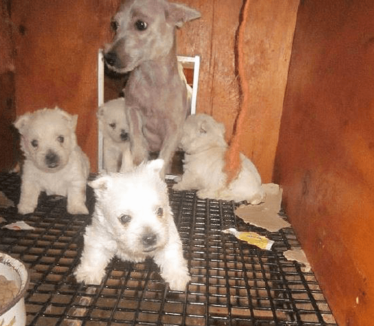 A group of white puppies in a cage, victims of puppy mills.