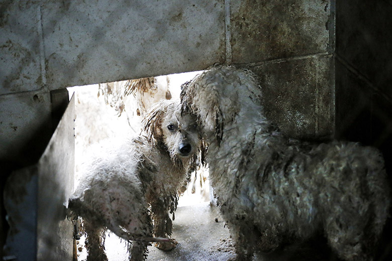 Nearly 300 Dogs Seized in Top Puppy Mill State