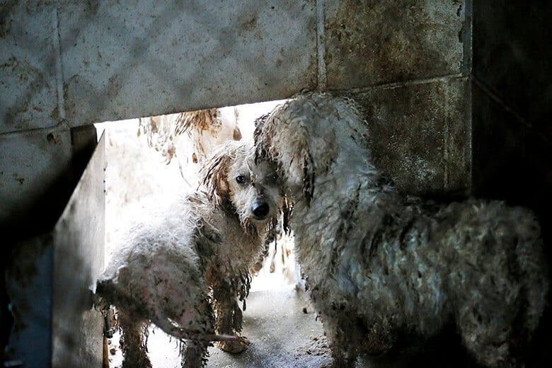 Two dogs are standing in a dirty room while Governor Christie of New Jersey works towards ending puppy mills.