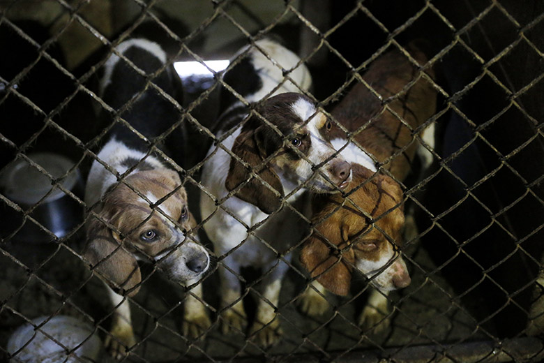 Three dogs in a cage behind a chain link fence, depicting the tragic reality of puppy mills.