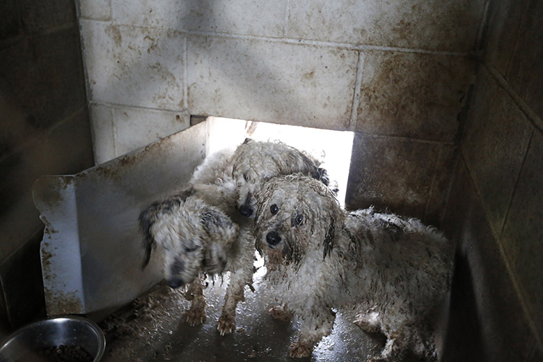 A Year After the USDA’s Animal-Welfare Site Hid Information on Puppy Mills, It May Get Worse for Dogs