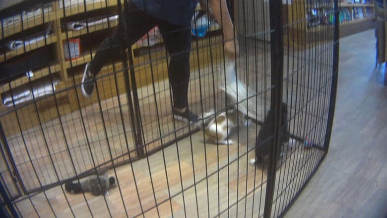 New York City Puppy Store Under Fire After Video Shows Alleged Abuse and Neglect of Dogs