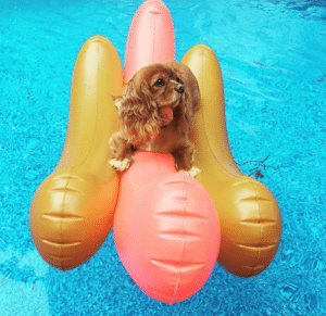 A dog sitting on an inflatable float at a pool party in the Hamptons to benefit a shelter.
