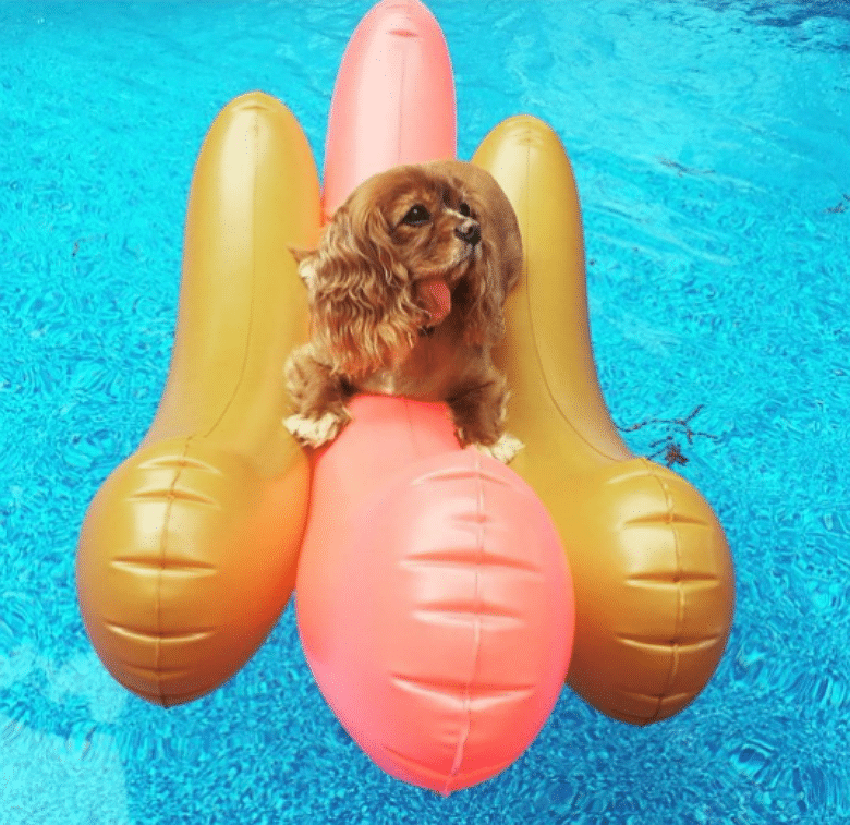 A dog enjoying a pool party on an inflatable float in the Hamptons.