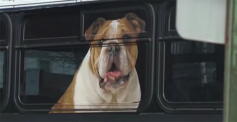 Dogs Are All Up in Paws Over This Bulldog's Image on a Bus