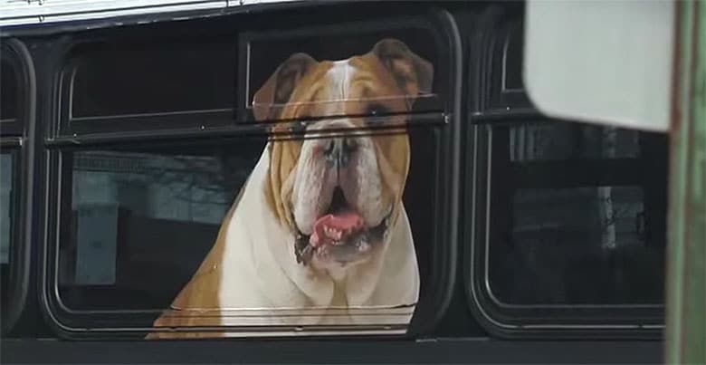 Dogs Are All Up in Paws Over This Bulldog’s Image on a Bus